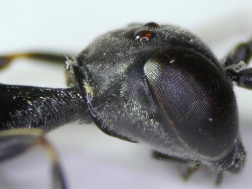 Gasteruption caucasicum
